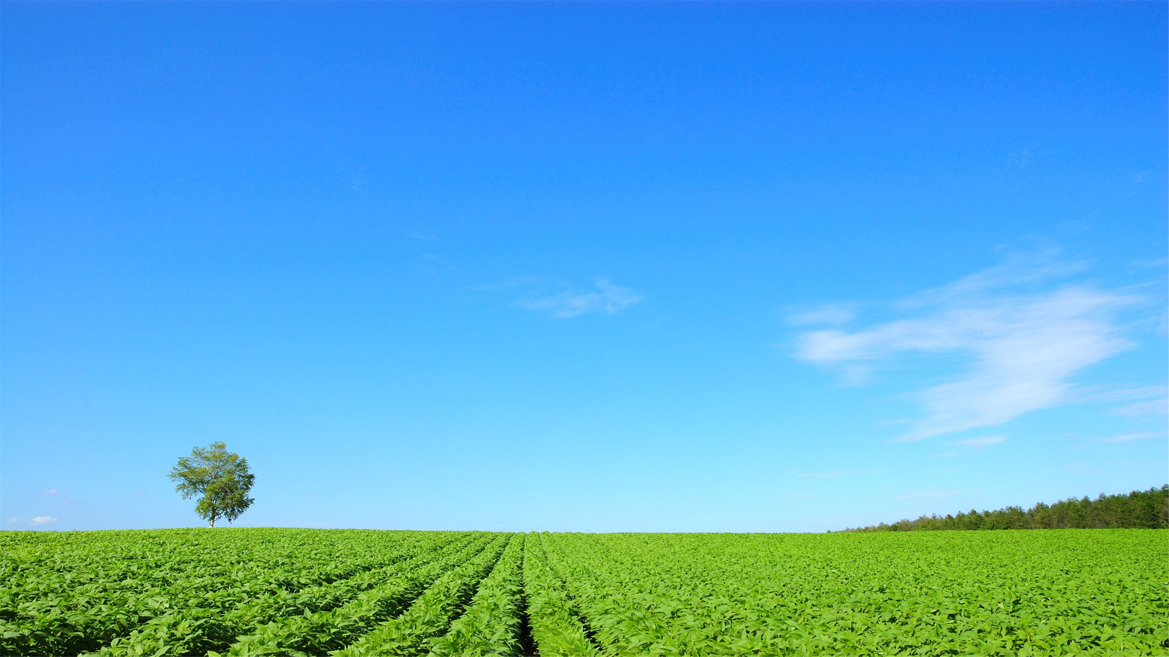 高清壁纸青青草原3840×2160