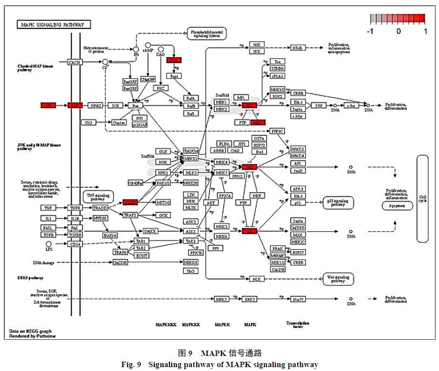 黄芪甲苷是什么,神奇的黄芪甲苷