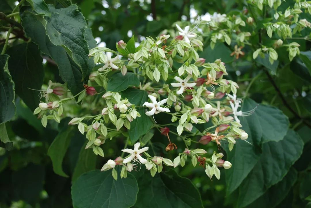 150种常见药用植物大全,150余种常见药用植物花期组图