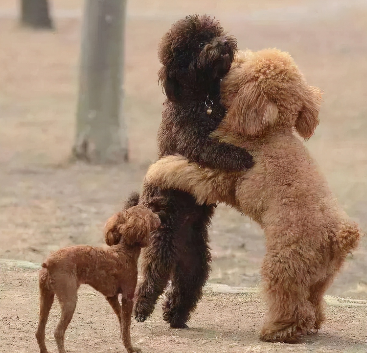 狗狗交配途中被打断，会带来什么影响？