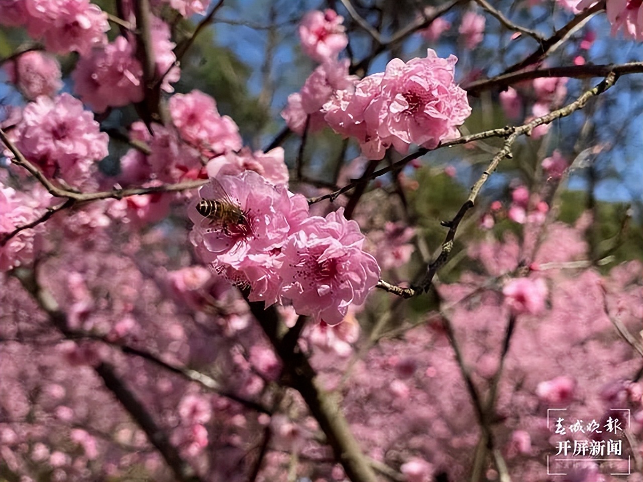 赏花来这里这是云南的专属浪漫,五月来昆明遇见紫色花海