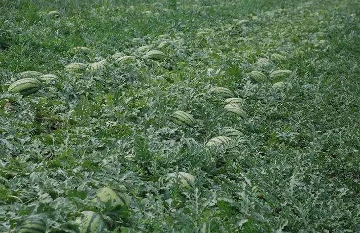 如何避免西瓜徒长,如何避免瓜苗徒长