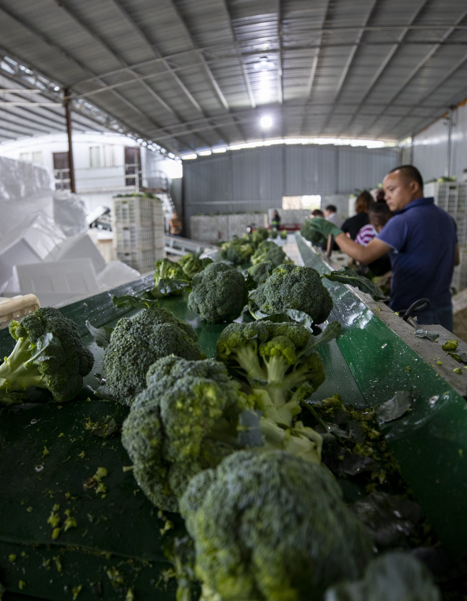 自己培育西兰花种子打破国外垄断,日本垄断中国市场百分之多少