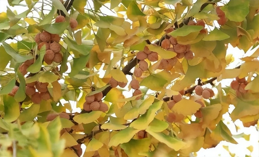 每日一味中药薏苡仁,每日一味中药白扁豆