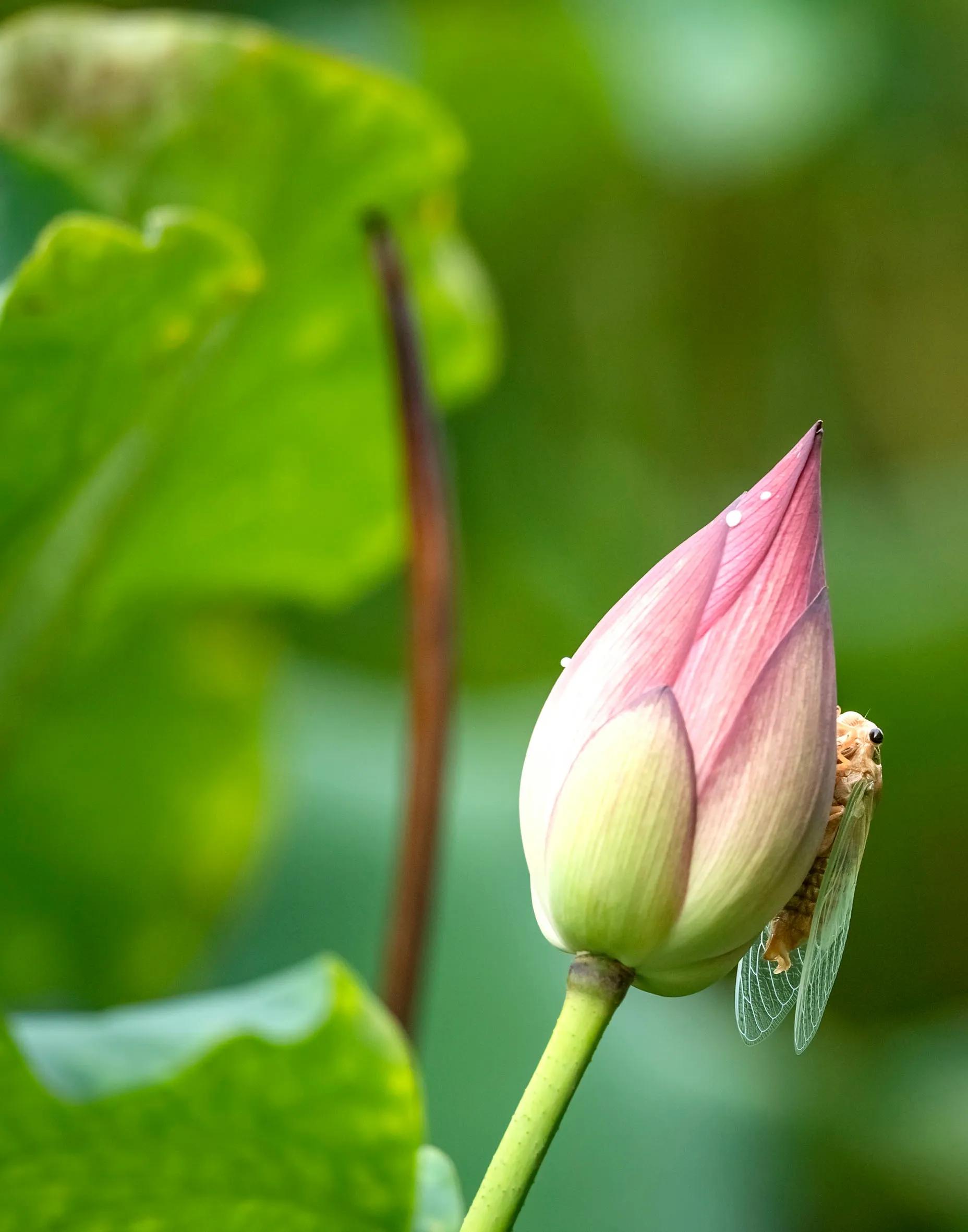 铦夐〗寮虹殑鐢熷懡,铦夌敓鍛藉姏椤藉己