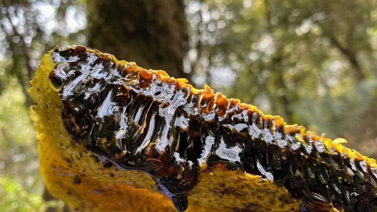 白蜂蜜和黑蜂蜜有啥区别,黑蜂蜜是好蜂蜜