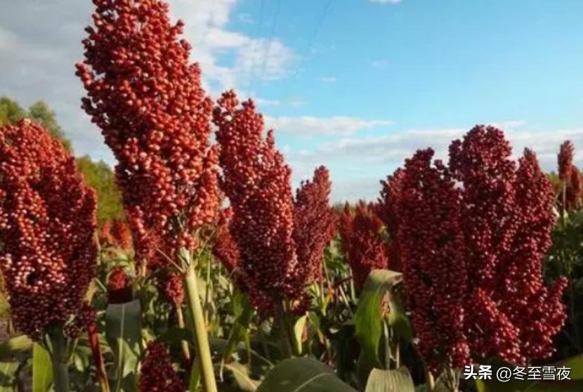 农村酿酒赚钱吗,农村土法酿酒有前景吗