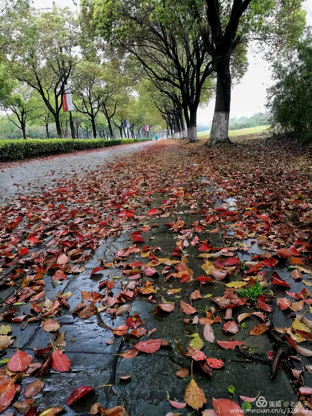 乡情散文：春天的落叶