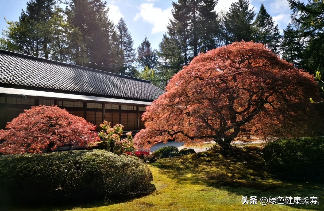 波特兰日本花园游玩,世界花园打卡