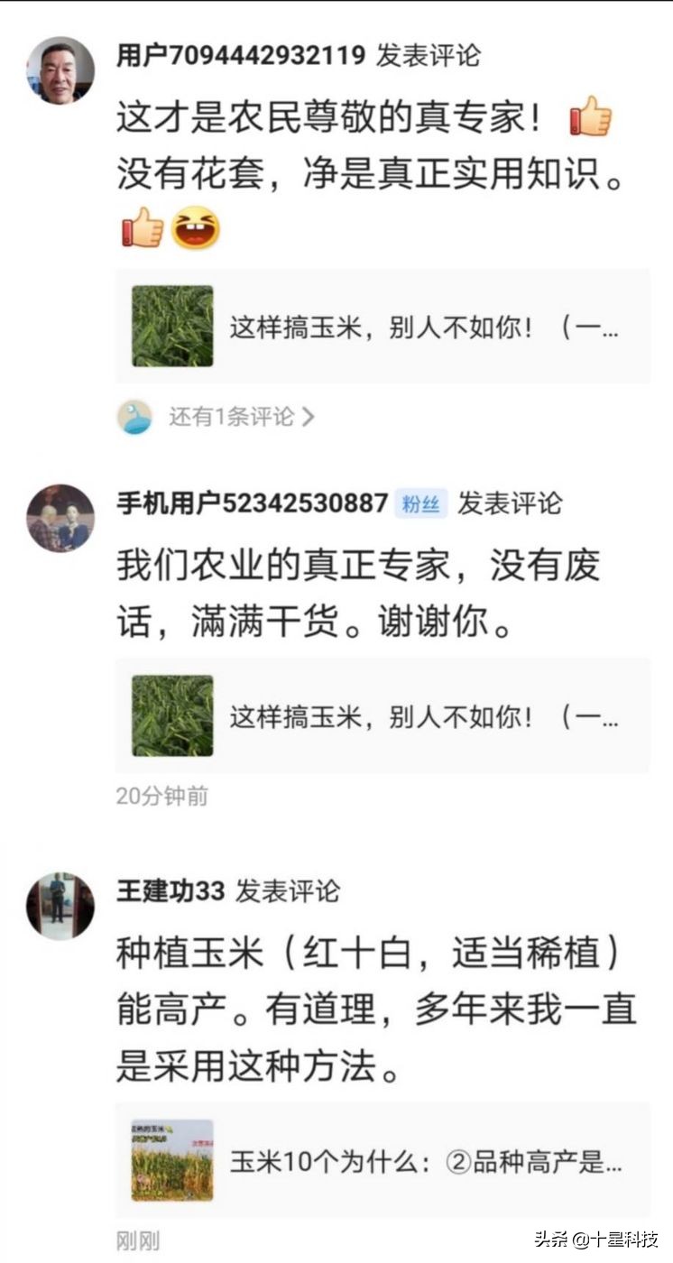 玉米混播高产吗,玉米混播有哪些品种