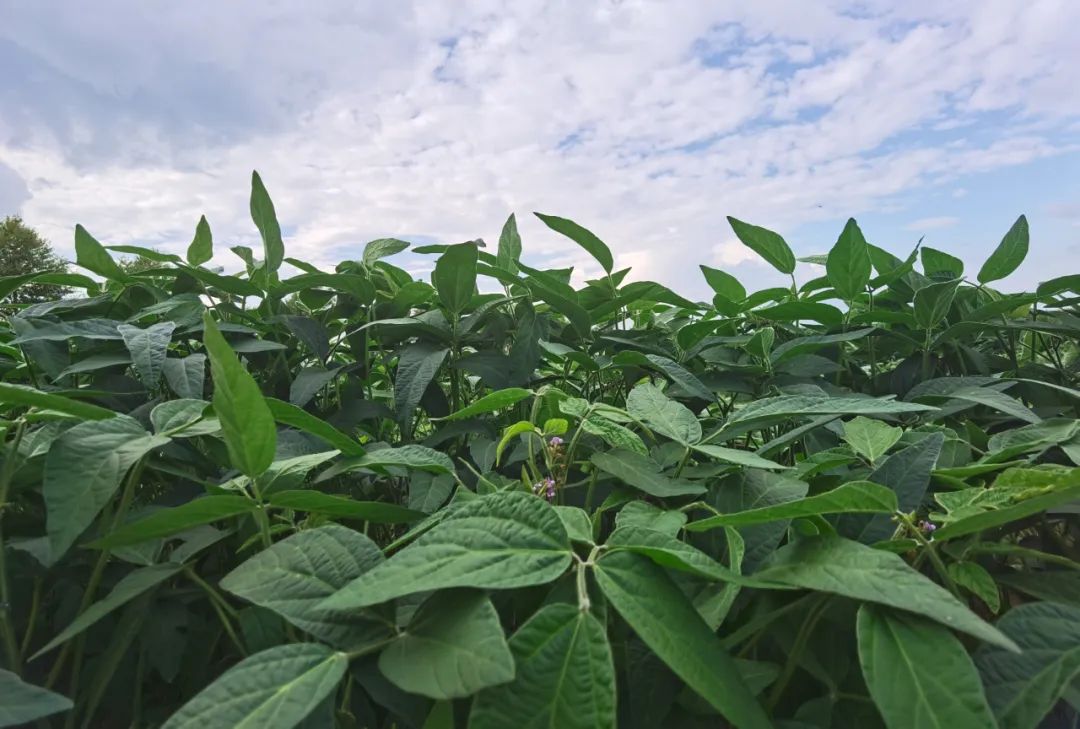 龙江黑土优品产品,小康龙江与黑土优品