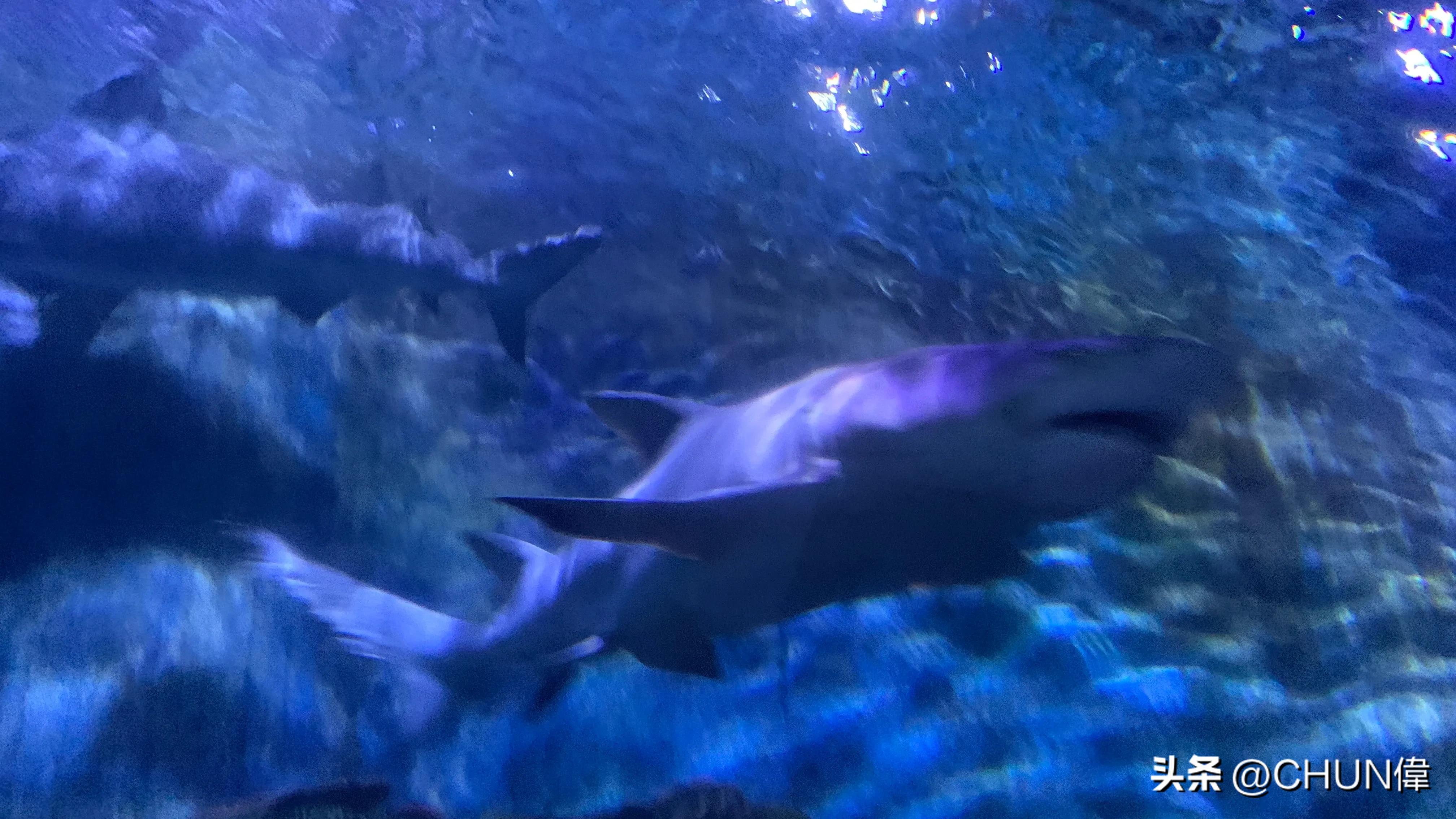 自由行厦门鼓浪屿四天怎么安排,鼓浪屿一日游五一