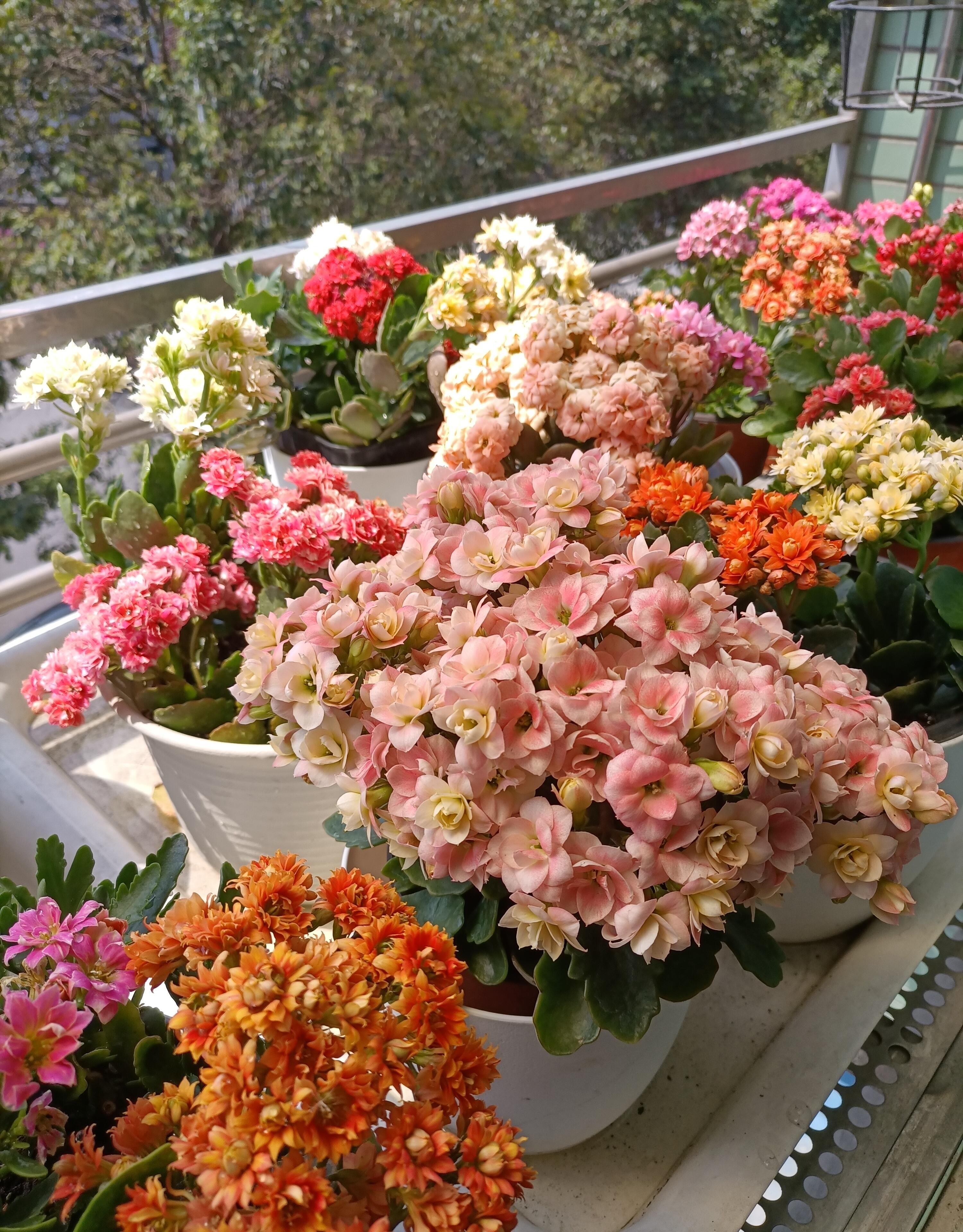 喜欢长寿花的寓意,喜欢养长寿花的人