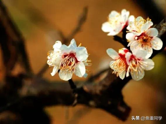 明天二月初一“中和节”，不忘老传统，五谷丰登，事事顺心