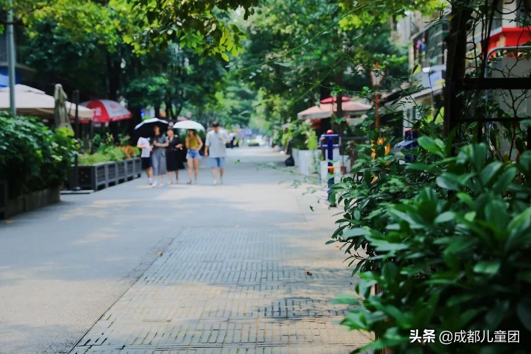 泡桐树街区,北京泡桐树街