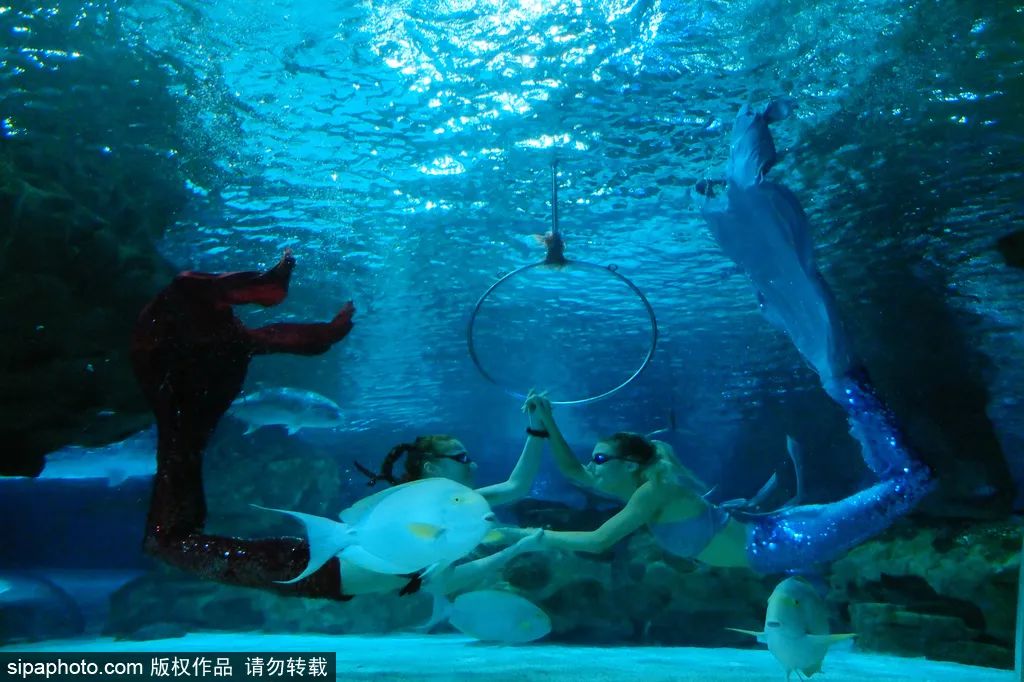 畅游海底世界活动,北京半日游海底世界