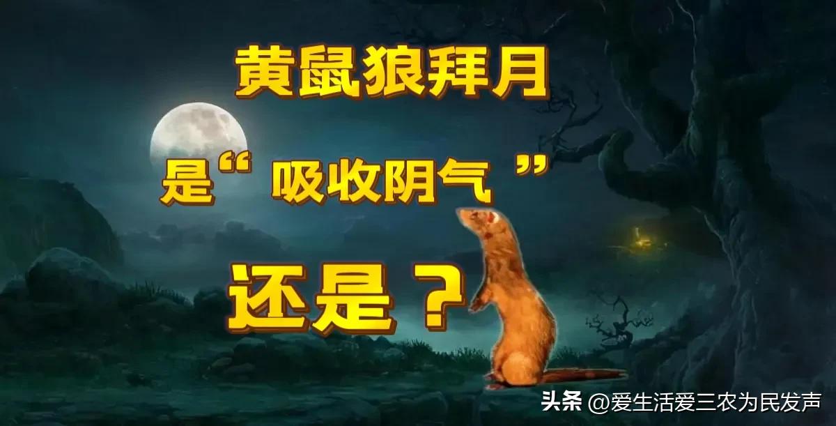 黄鼠狼害人怎么办,黄鼠狼祸害庄稼吗