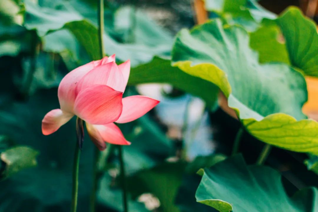 最美荷花的诗句,十首荷花诗句唯美了整个夏天