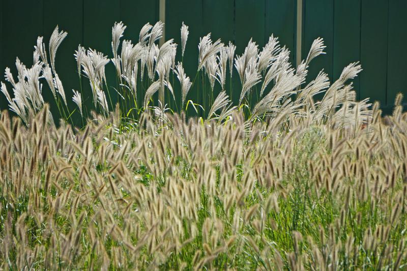秋天的宛山荡湿地公园,秋天中河湿地公园