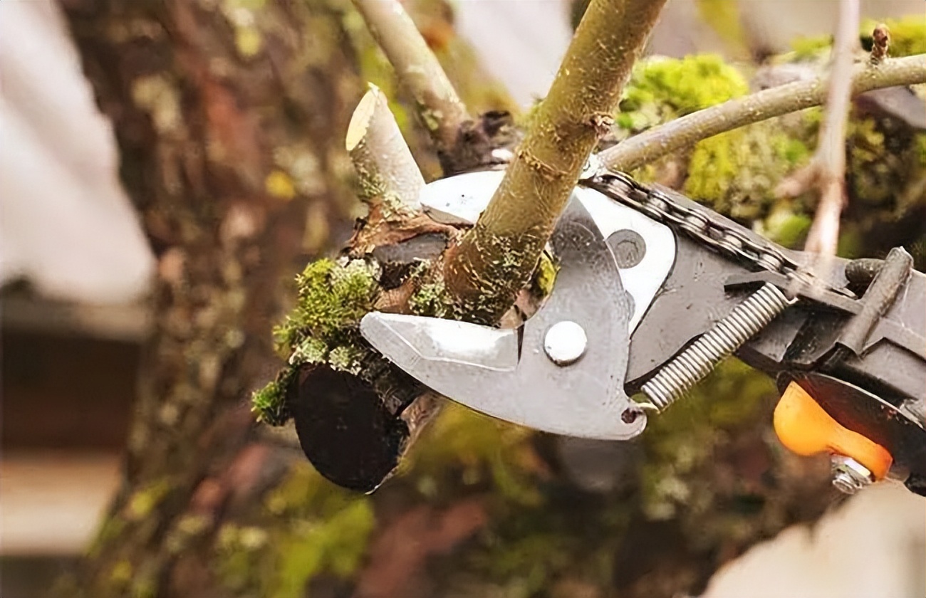 盆景一二三级枝修剪,盆景修剪的九大技法