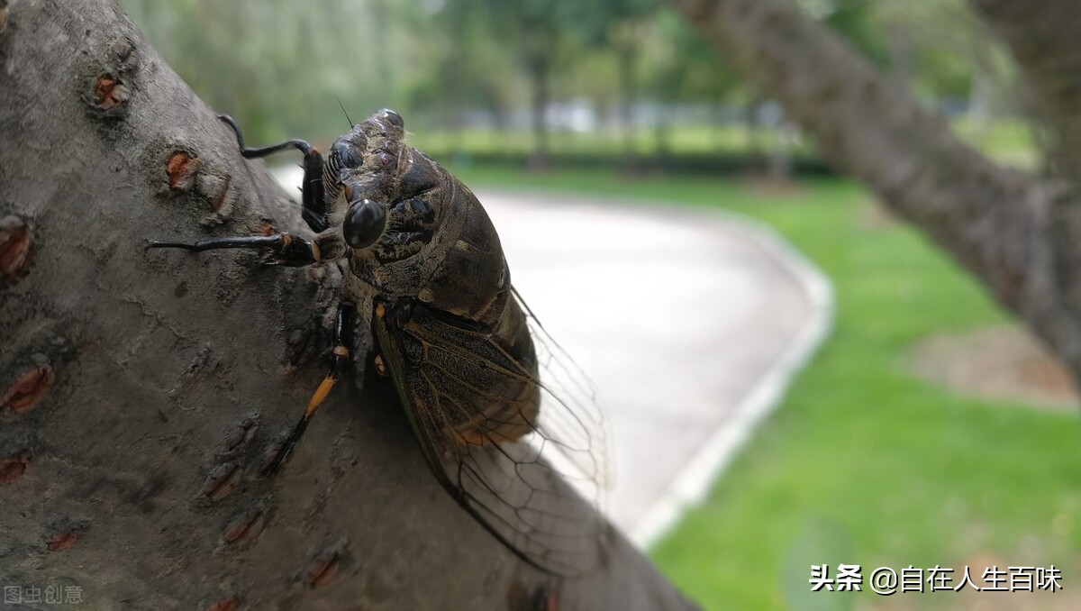 夏天常见的虫子外壳硬,农村房子里面常见的虫子有哪些