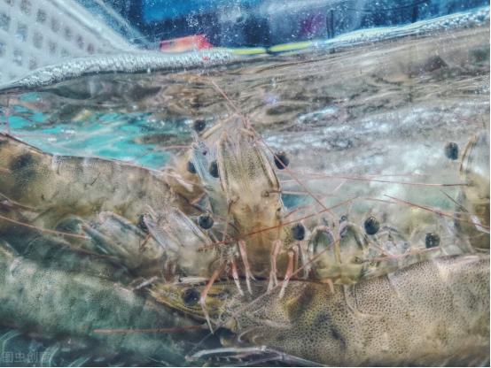 做水煮虾时，水开下锅是大错！饭店老板：牢记6点，虾肉鲜嫩不腥