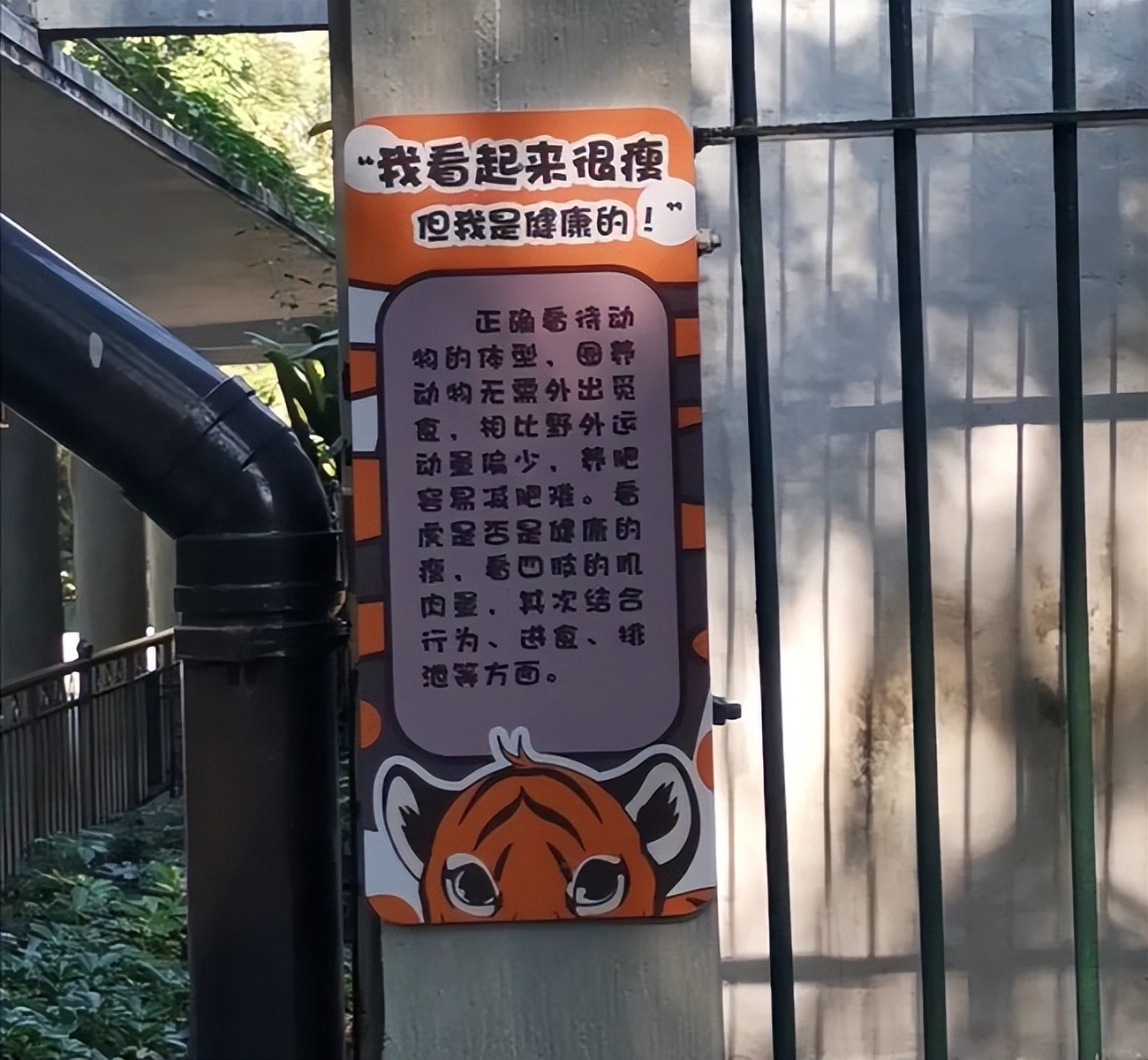 天气热动物园老虎,动物园里的老虎和野生老虎