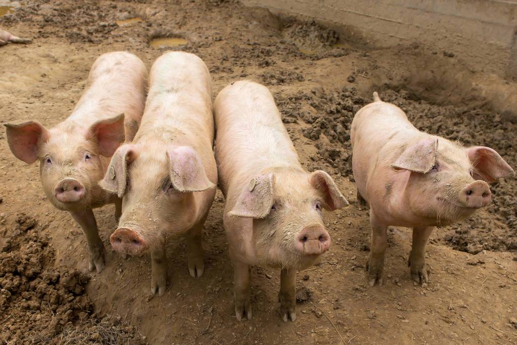 猪拉干粪球又吐是怎么回事,育肥猪拉干粪球不食怎么治