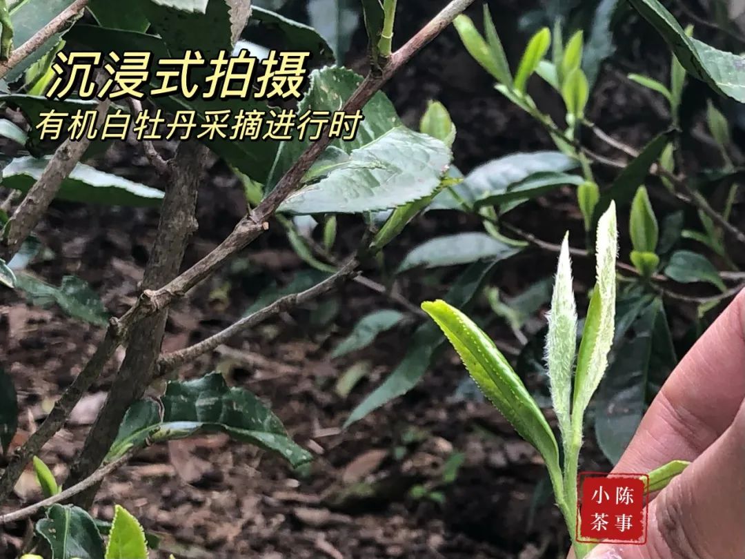 高山白牡丹、抛荒白牡丹、有机白牡丹，白茶白牡丹分哪几种？