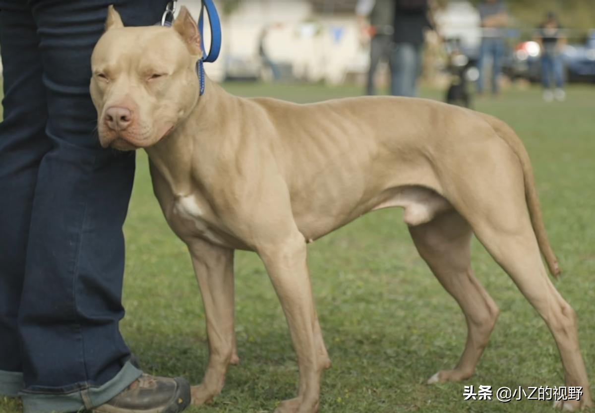 比特犬和二哈哪个厉害,比特犬怎么打不过土狗