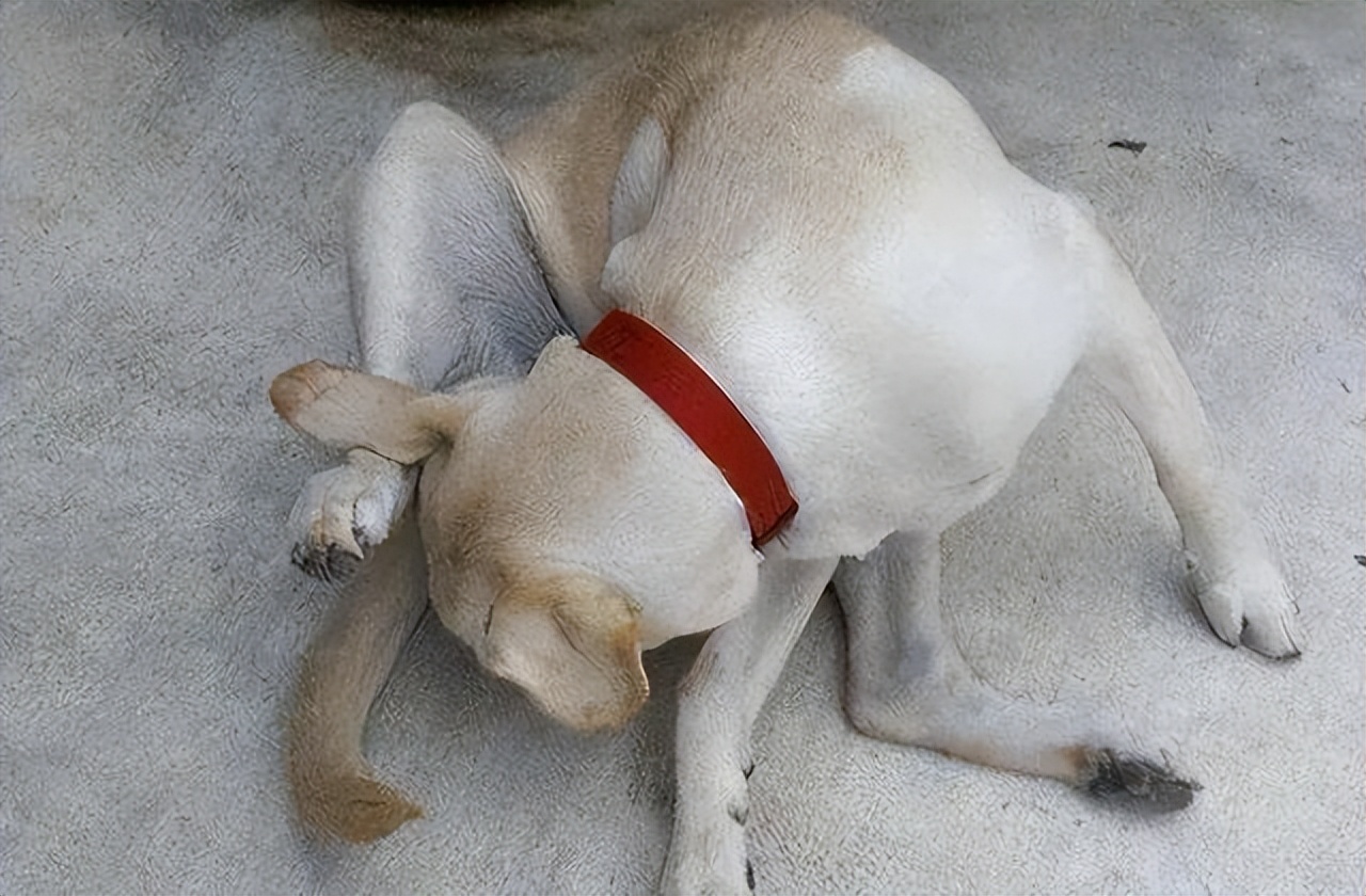 狗狗老是舔排尿处什么原因,狗狗舔被子是什么原因