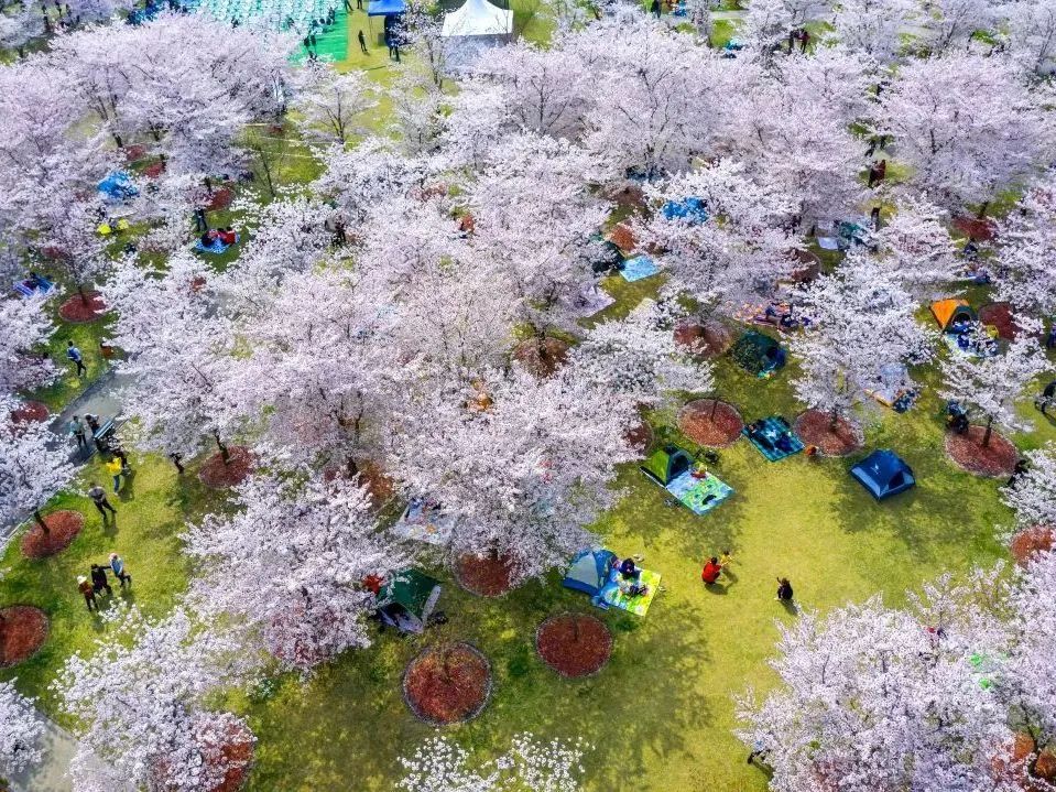 上海最美公园地铁站,上海地铁能直达的免费公园