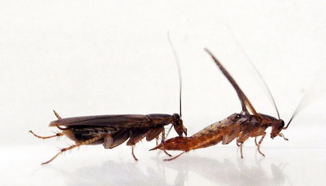 为什么蟑螂这么难被消灭,蟑螂为什么这么难消灭呢