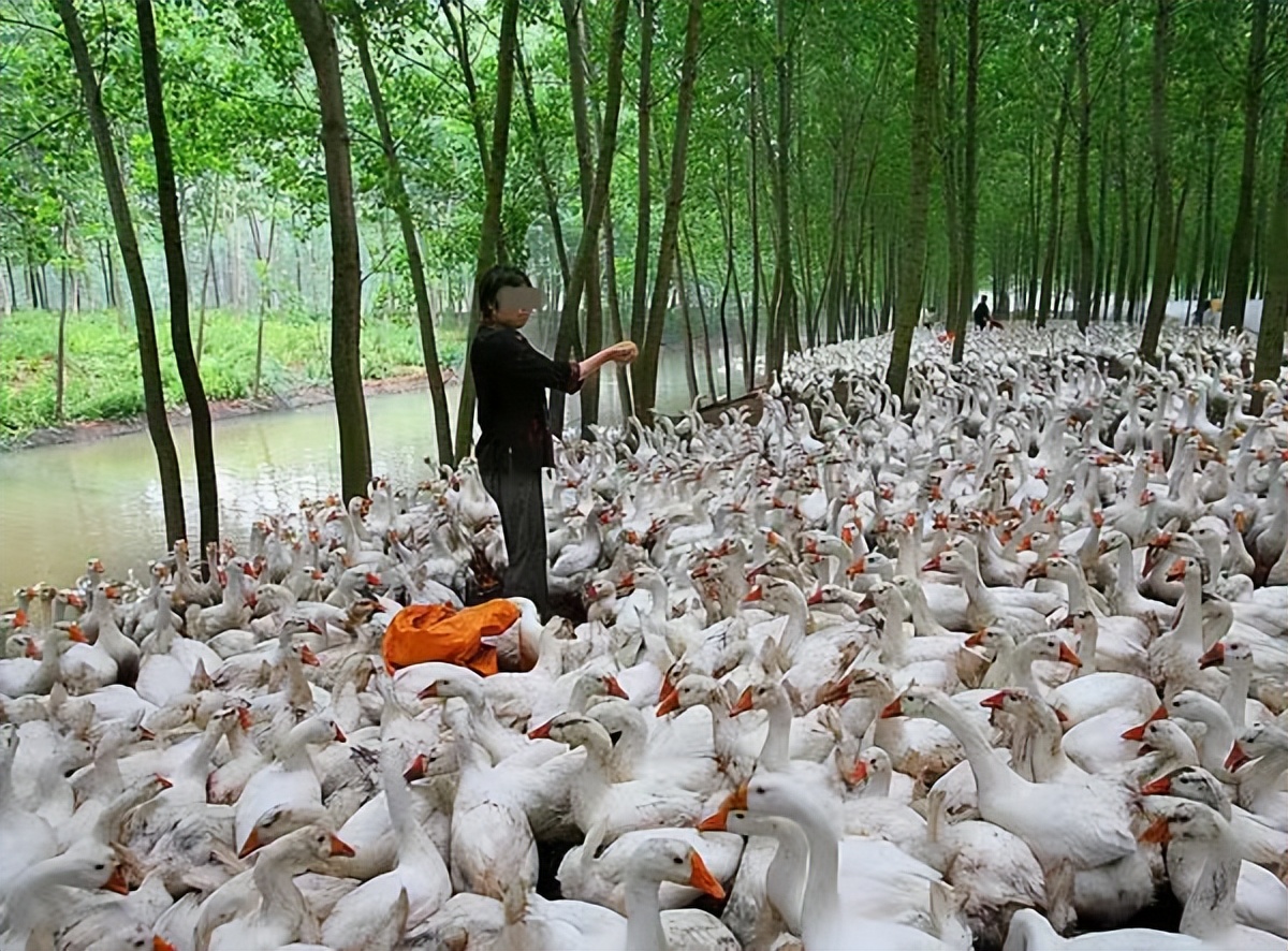 农村创业养50只大白鹅能卖多少钱,1亩地养鹅年收40万