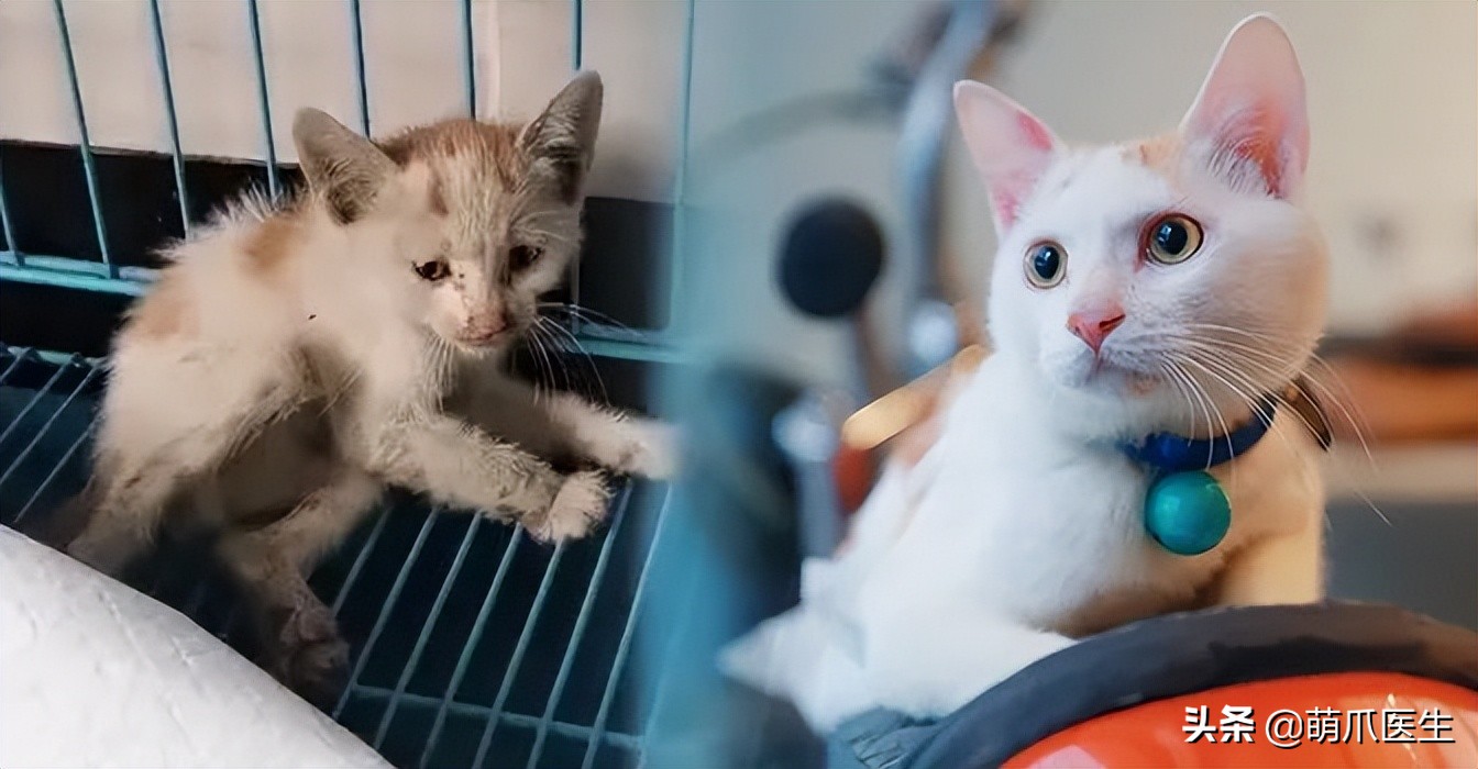 这只叫“长生”的猫咪，真实身份是美人鱼