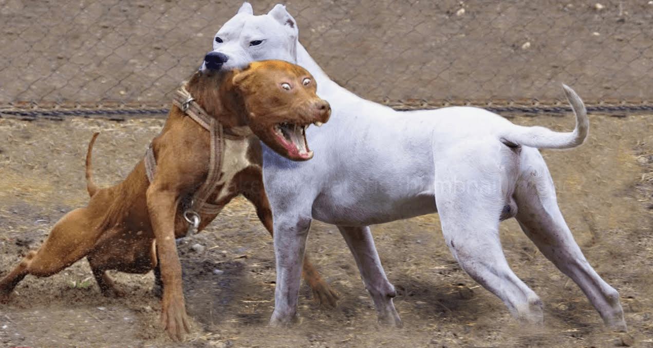 杜高犬为何不抗冻,杜高犬真能护主吗