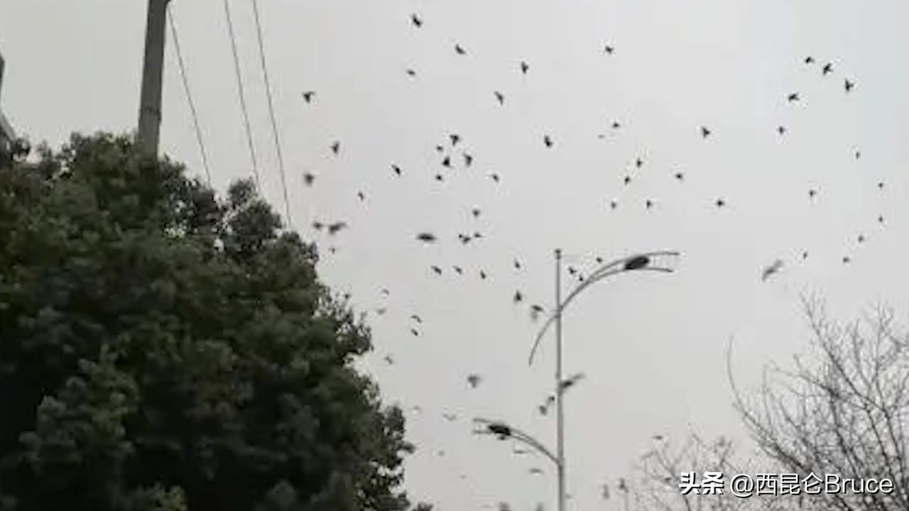成都飞鸟大量撞树会地震吗,地震来临前自然界中有哪些前兆