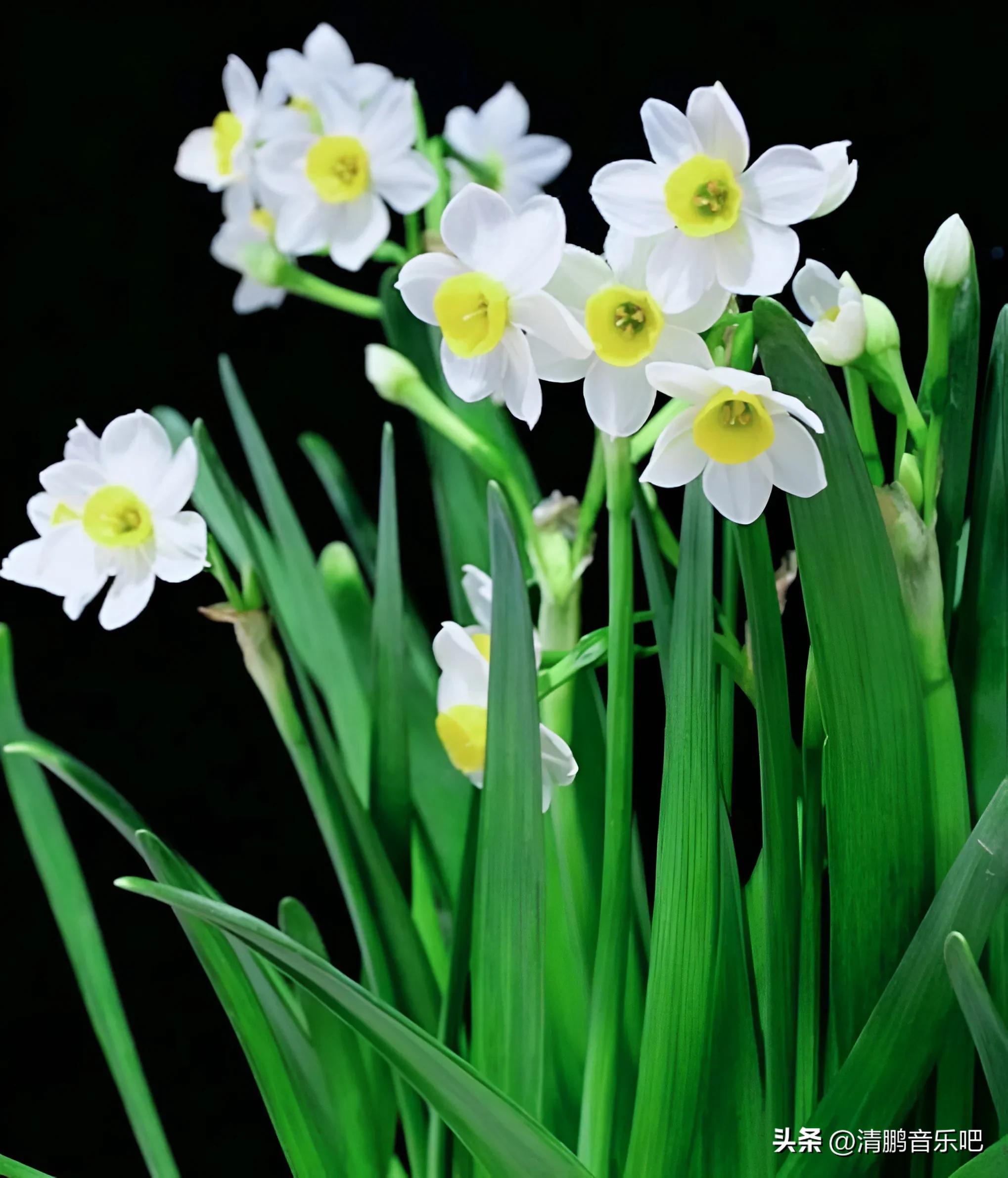 人民币上面的花分别是什么花,人民币上的花是什么花