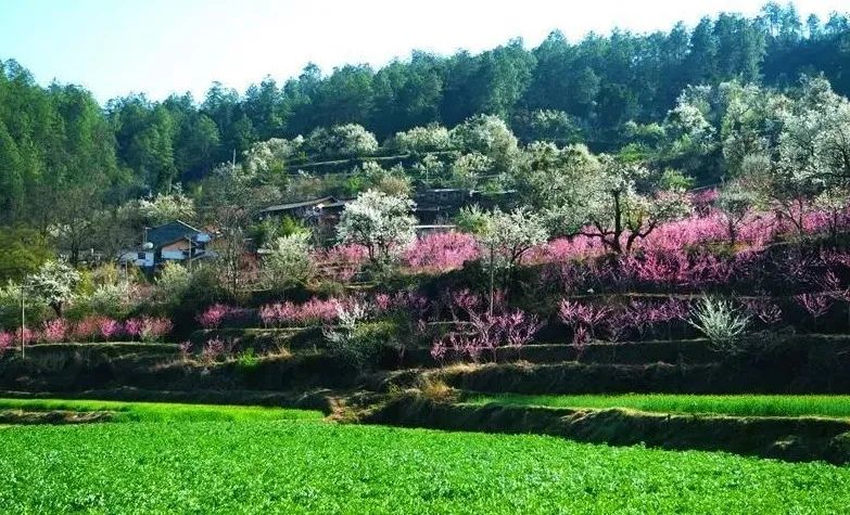 赏花来这里这是云南的专属浪漫,五月来昆明遇见紫色花海