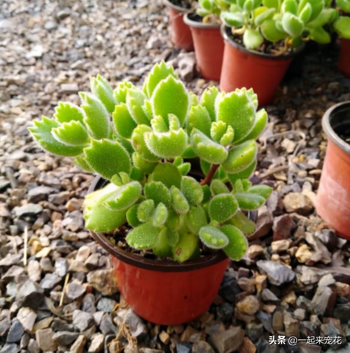 熊童子怎么样才能有红爪子,熊童子不长侧芽