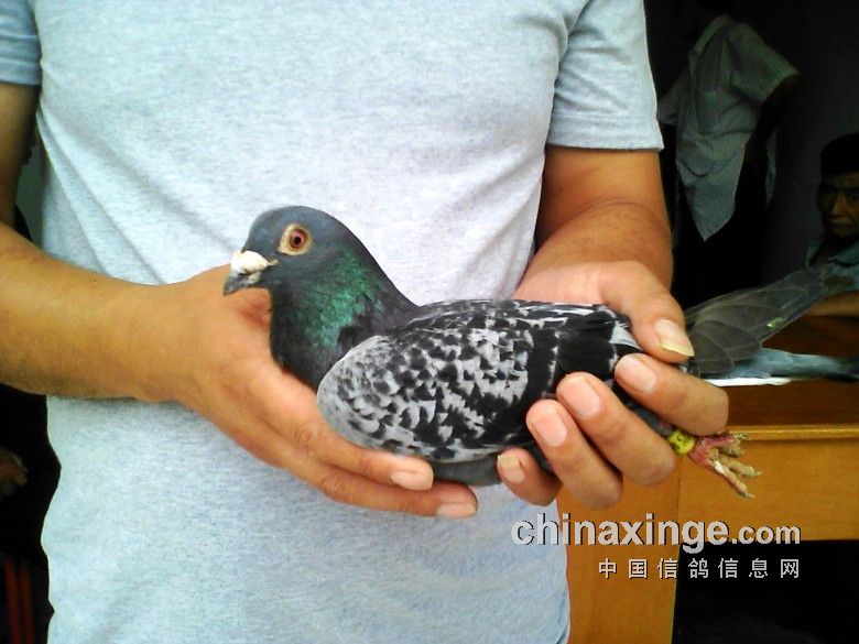 哈密超远程冠军信鸽图片,超远程赛鸽纪录