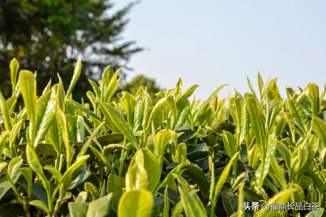 春茶正浓当酣饮,春茶尝鲜正当时