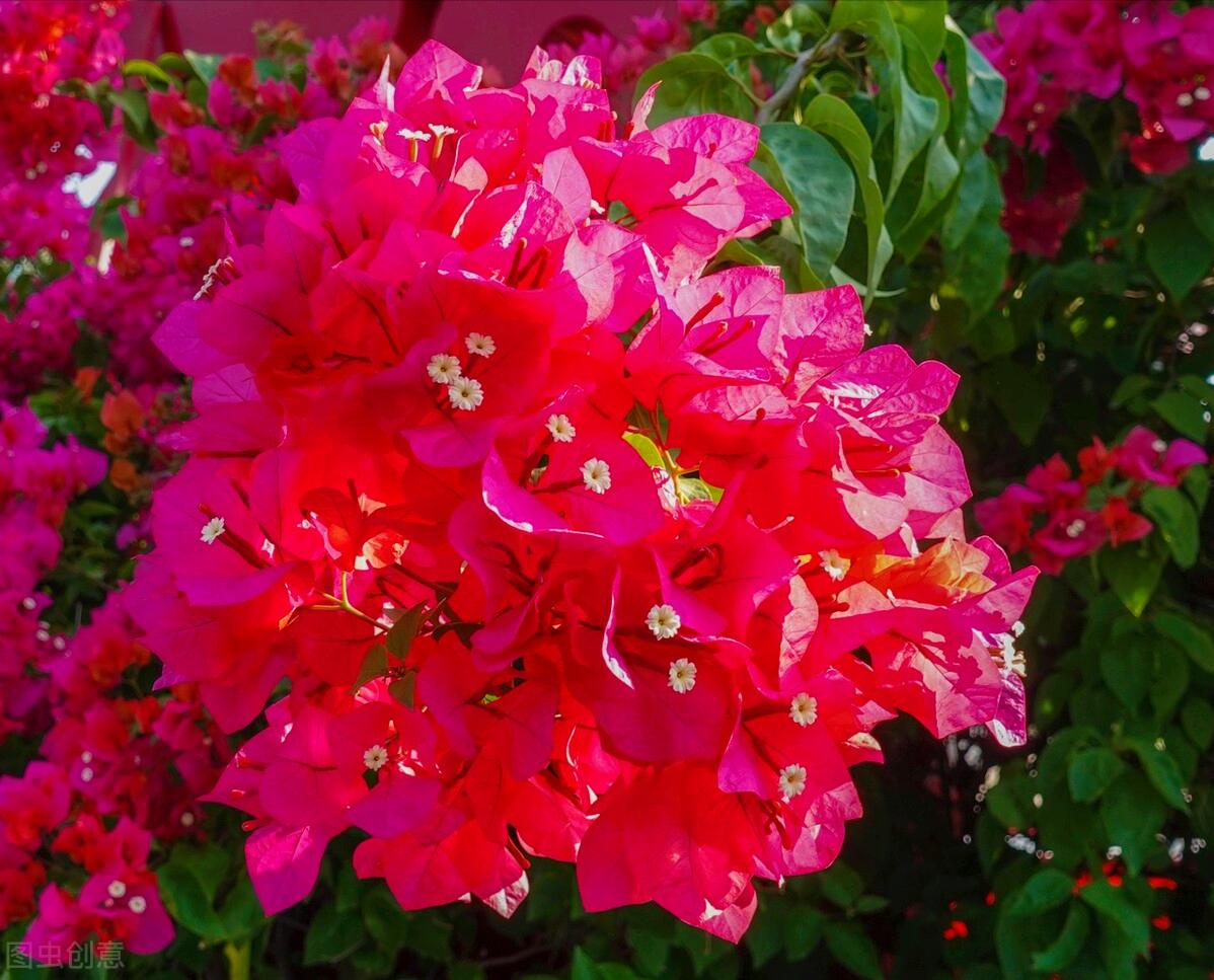 一花一世界一叶一花一菩提,春天来了一花一世界一叶一菩提