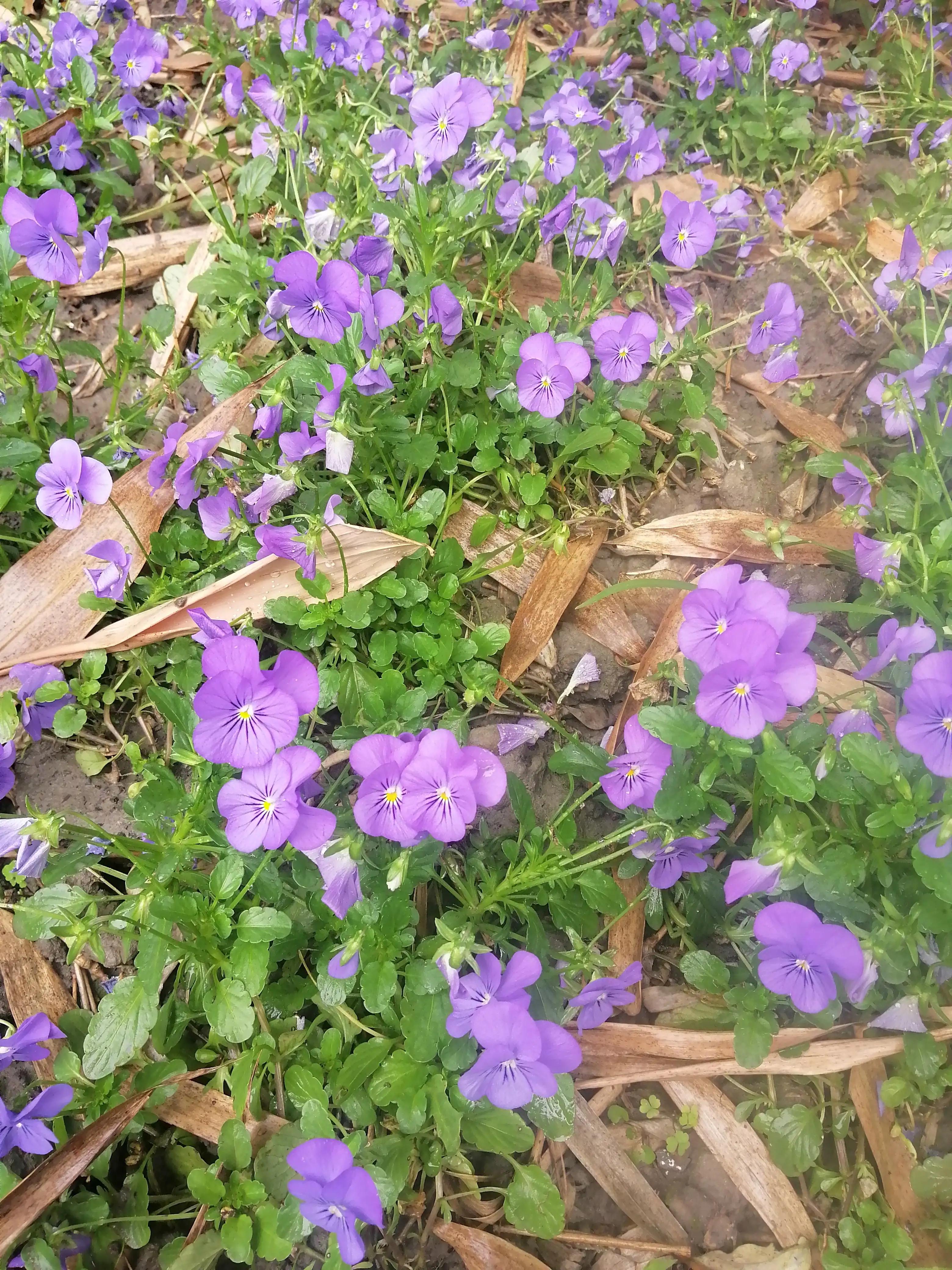 美艳但清冷,美艳又清冷的长相