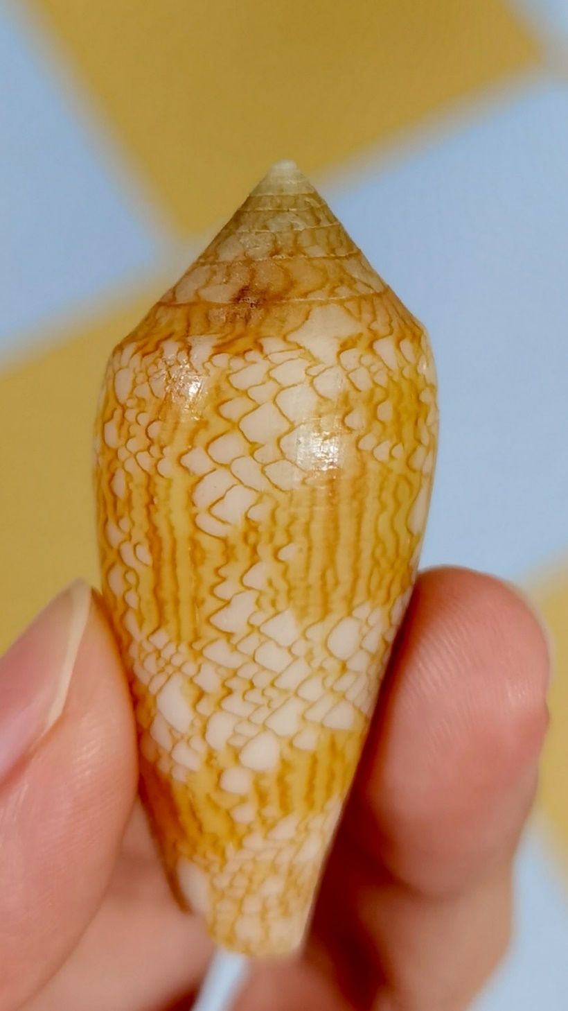 海南海鲜贝类有哪些,海南海鲜贝类