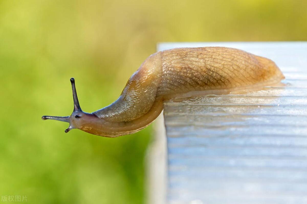 家里怎么会有鼻涕虫是什么原因,家里有鼻涕虫怎么办鼻涕虫有毒吗