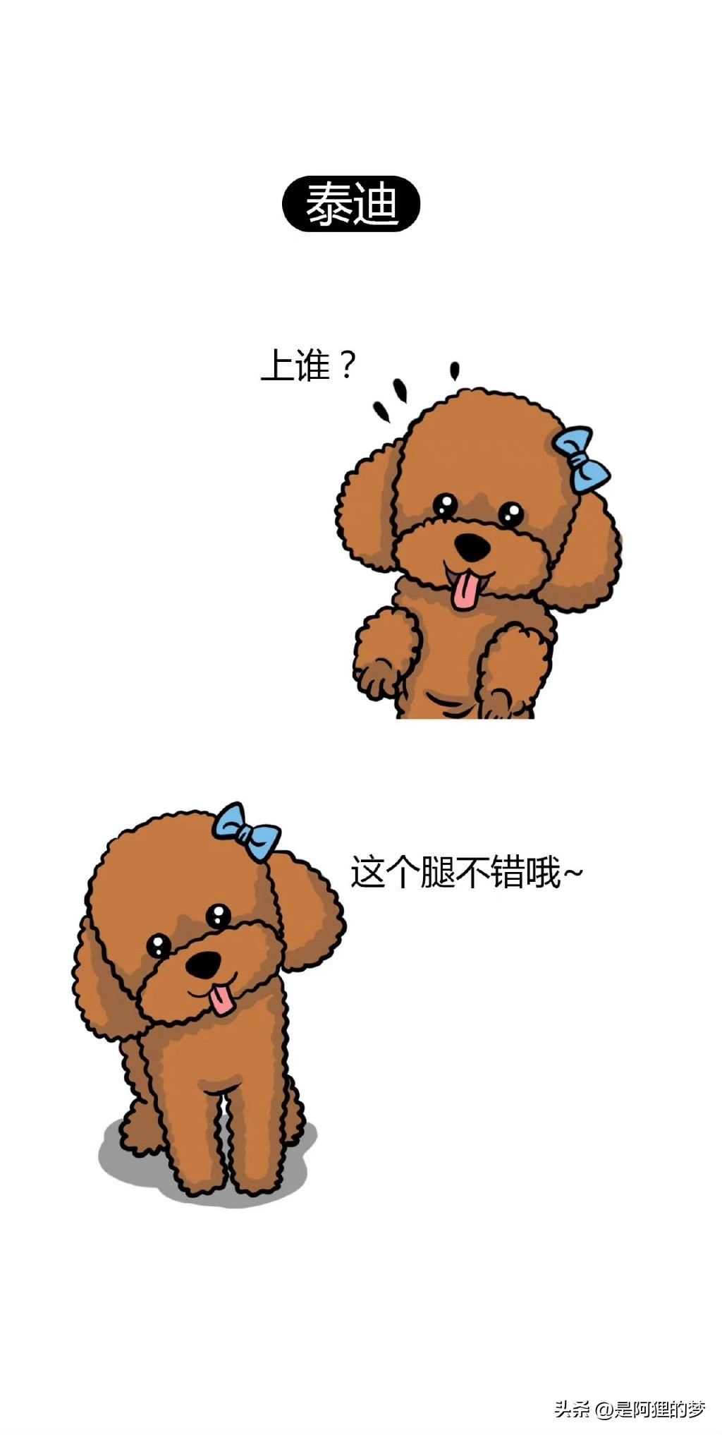 土狗这么聪明为什么不能当警犬,狗狗界最聪明的狗