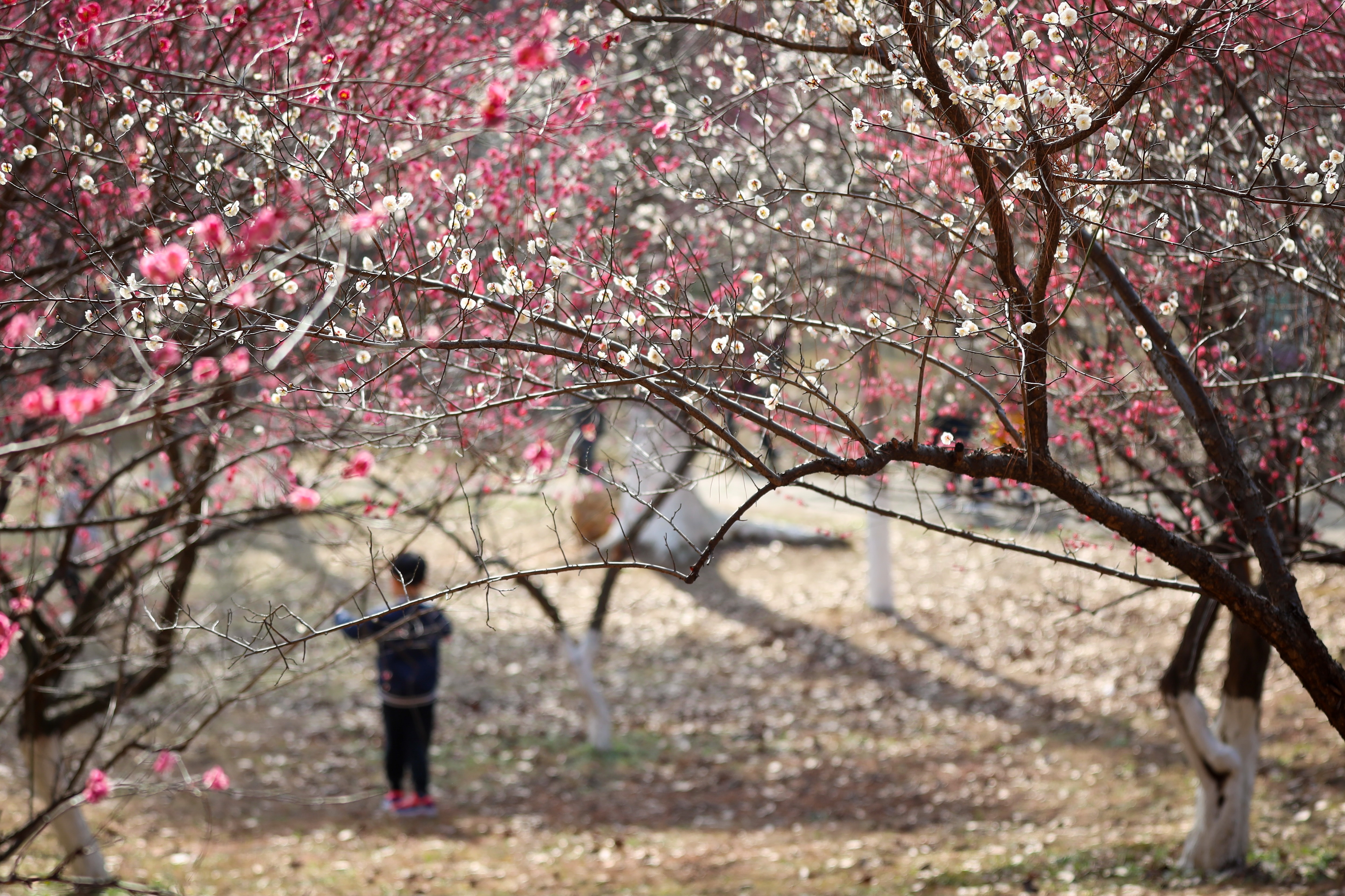 杭州植物园梅花哪里最茂盛,杭州超山再现十里梅花香雪海盛况