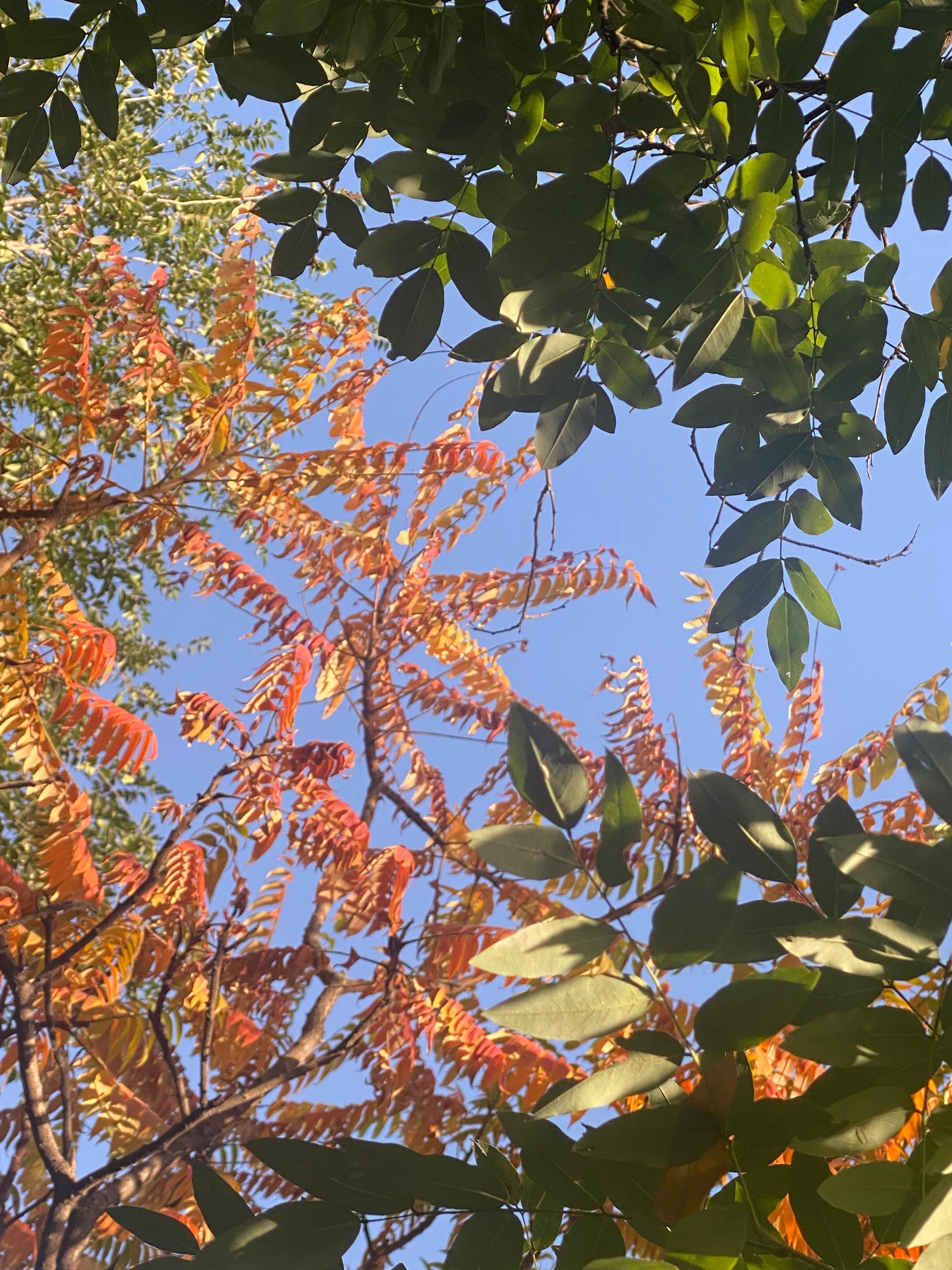 天津的河北区的夜景,天津秋天美景