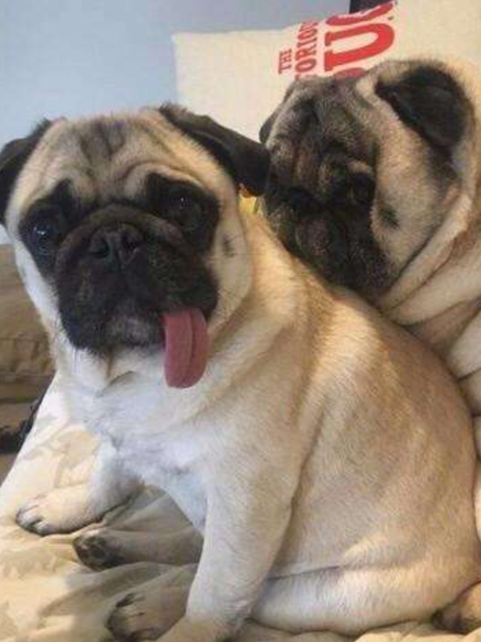 巴哥犬嗓子像有异物咋回事,巴哥犬嗓子咔咔干呕